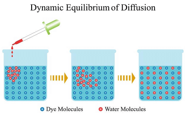 Concentration Gradient: Definition & Example