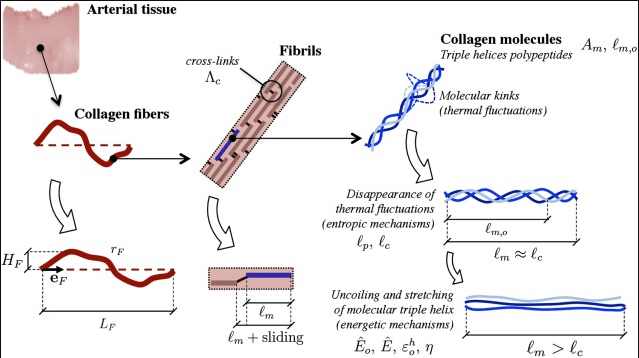 Collagen Fibers