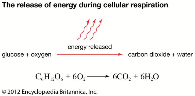 Cellular Respiration Formula