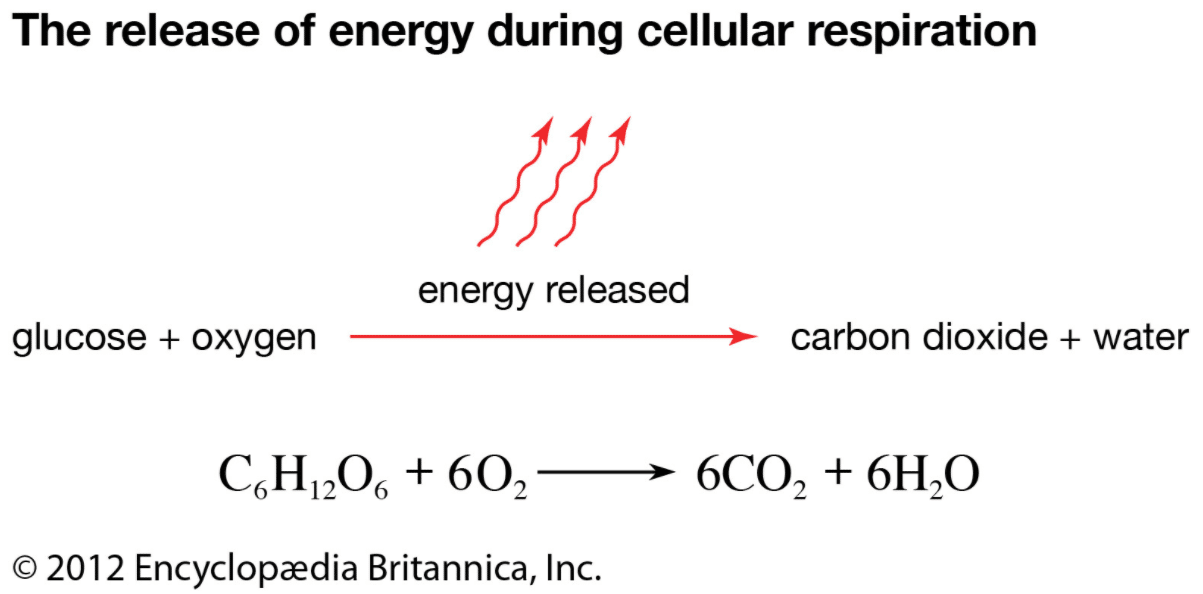 What Are The Reactants Withinside The Equation For Cellular Respiration