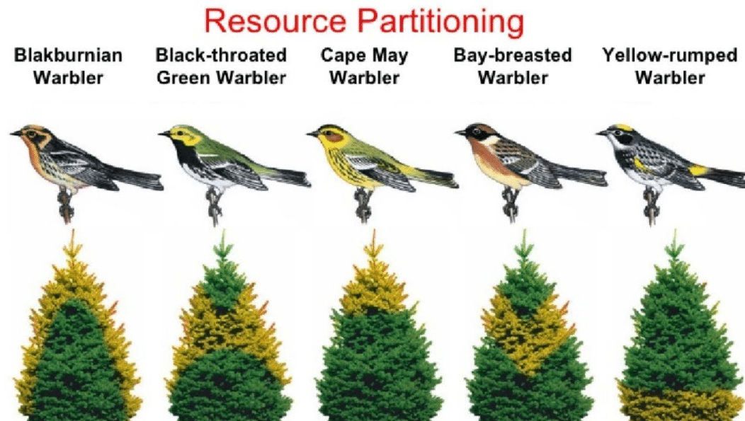 Resource Partitioning