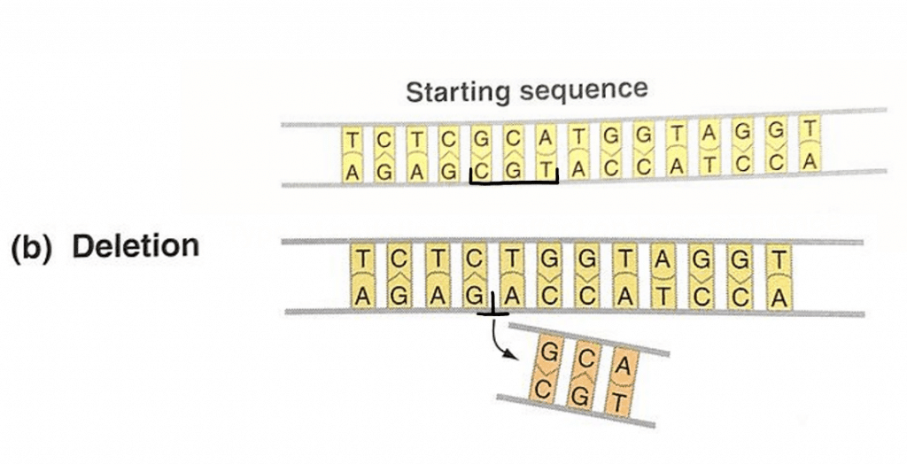 deletion-mutation-definition-examples-diseases