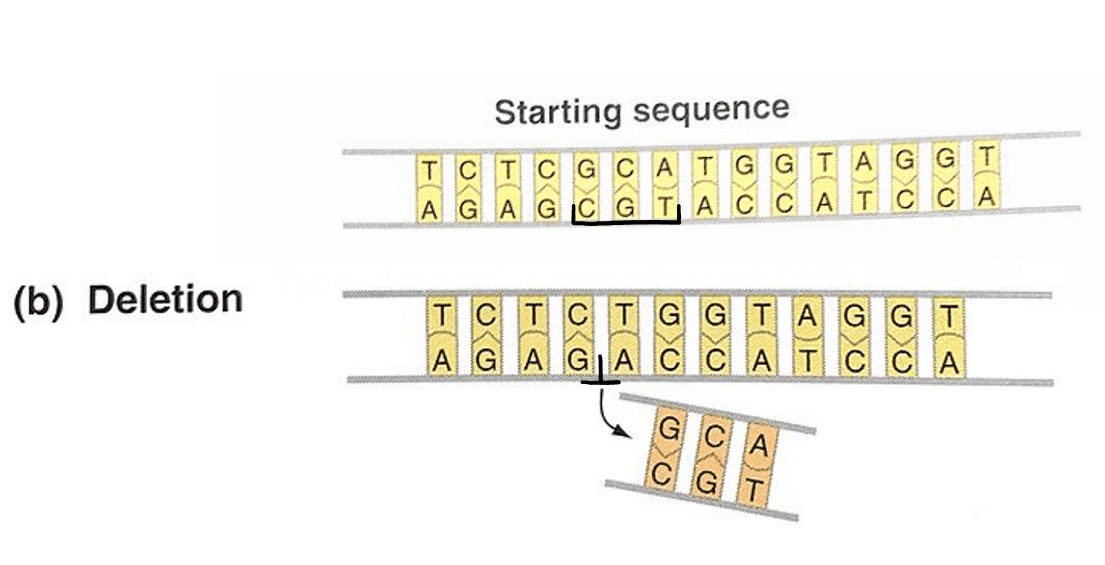 deletion-mutation-definition-examples-diseases